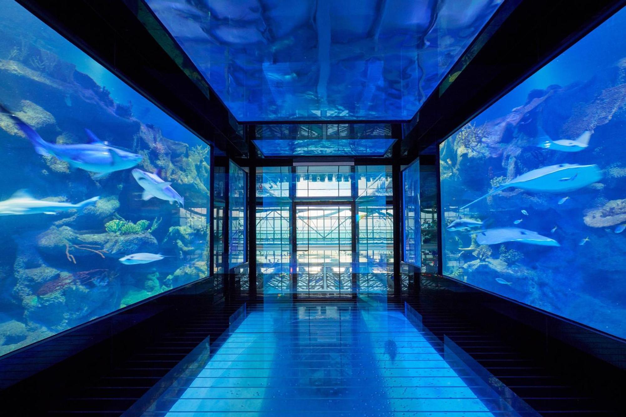 Paragraph Resort & Spa Shekvetili, Autograph Collection Eksteriør billede The tunnel at the aquarium